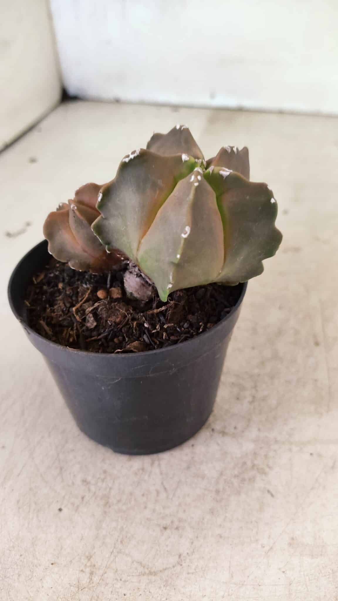 ASTROPHYTUM MYRIOSTIGMA "Bicéfalo"  Nº 1092 – vaso 09 - foto 8