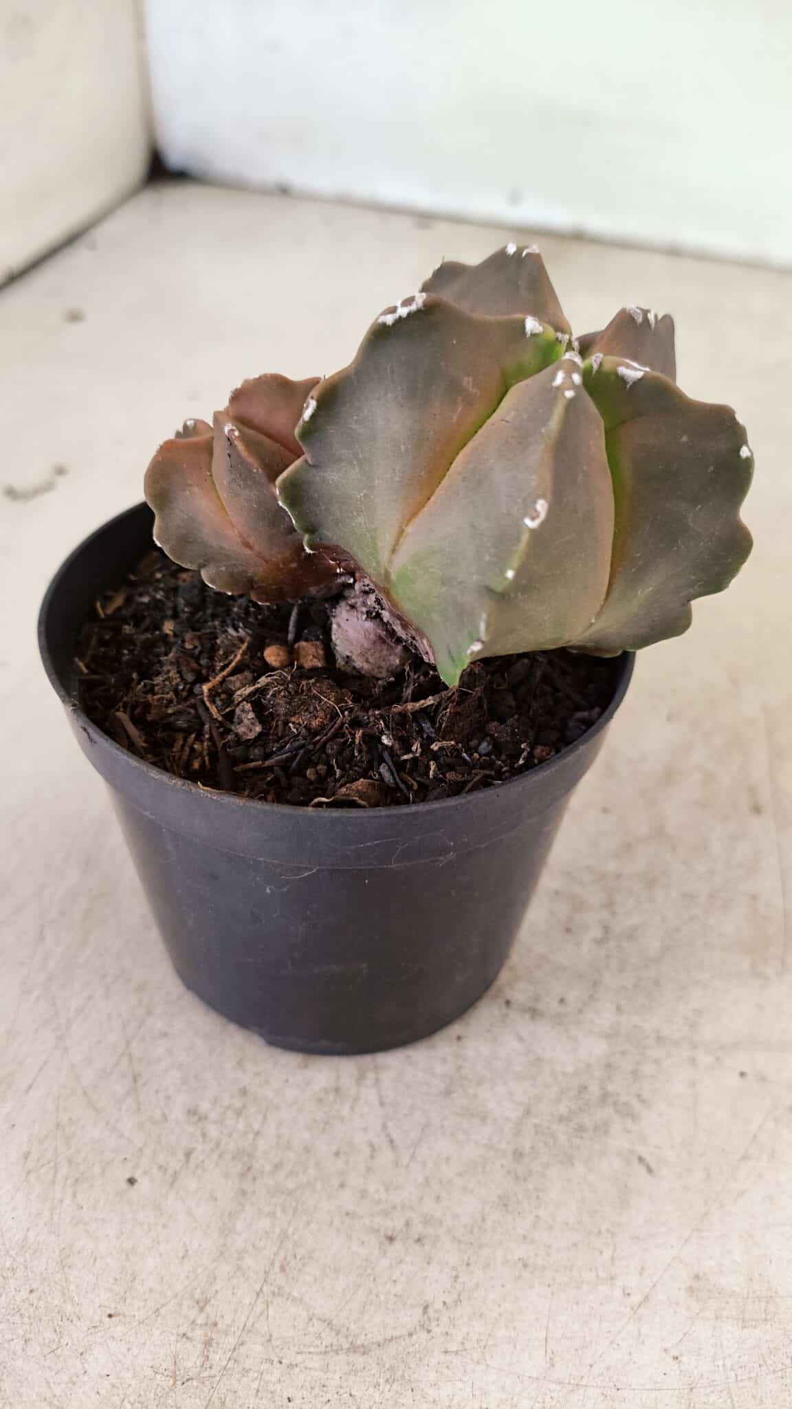 ASTROPHYTUM MYRIOSTIGMA "Bicéfalo"  Nº 1092 – vaso 09 - foto 7