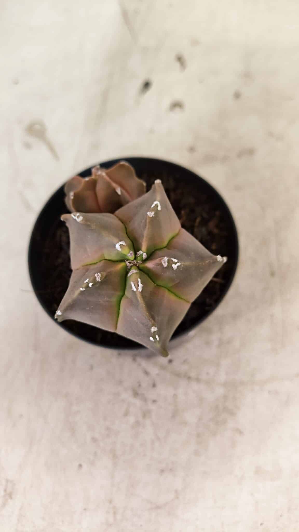 ASTROPHYTUM MYRIOSTIGMA "Bicéfalo"  Nº 1092 – vaso 09 - foto 6