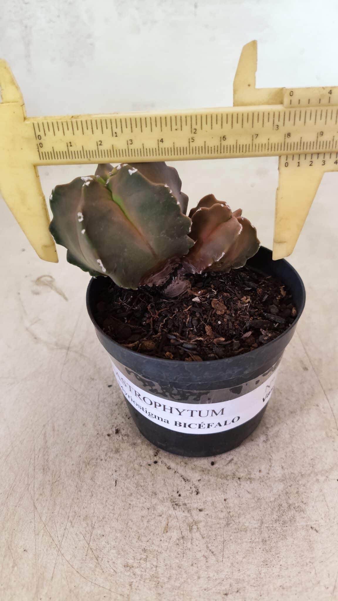 ASTROPHYTUM MYRIOSTIGMA "Bicéfalo"  Nº 1092 – vaso 09 - foto 4