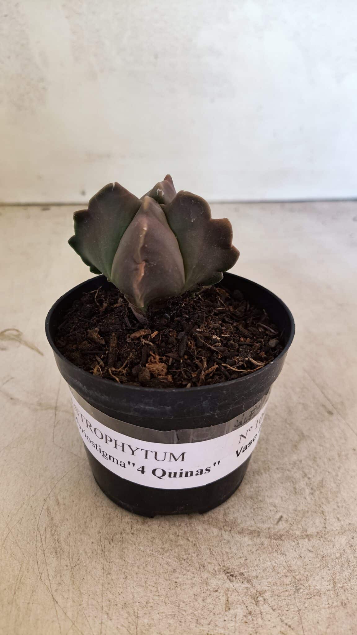 ASTROPHYTUM MYRIOSTIGMA "4 Quinas"  Nº 1094 – vaso 09 - foto 2