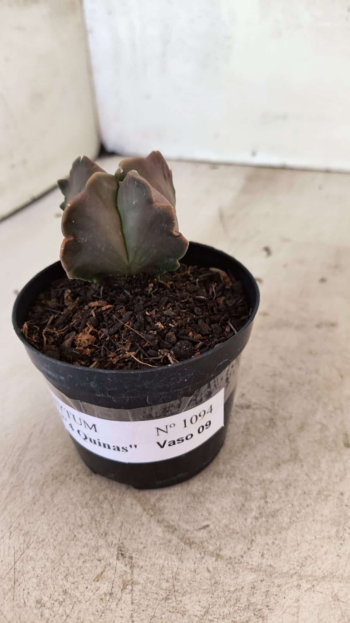 ASTROPHYTUM MYRIOSTIGMA "4 Quinas"  Nº 1094 – vaso 09 - foto 7
