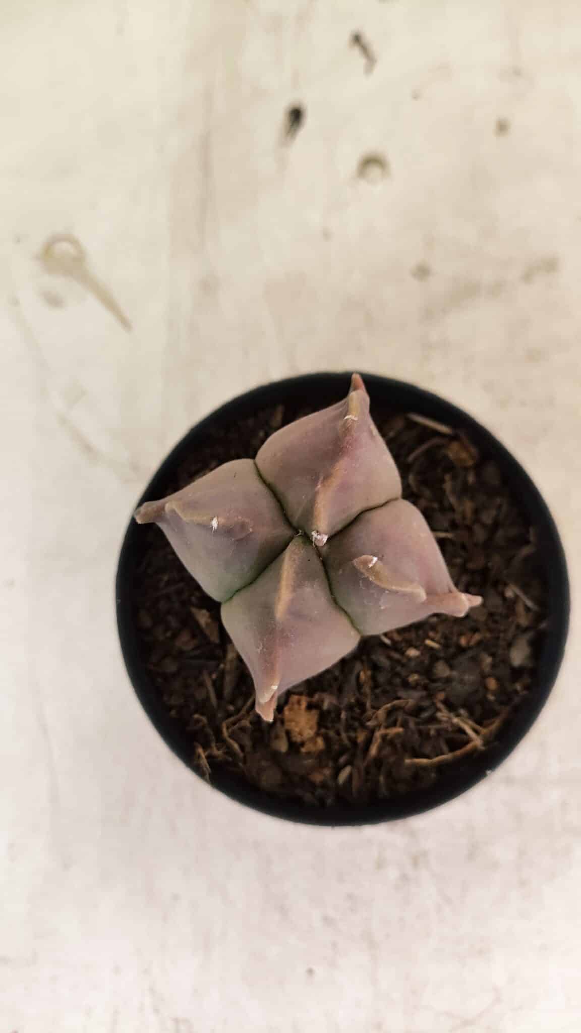 ASTROPHYTUM MYRIOSTIGMA "4 Quinas"  Nº 1094 – vaso 09 - foto 3