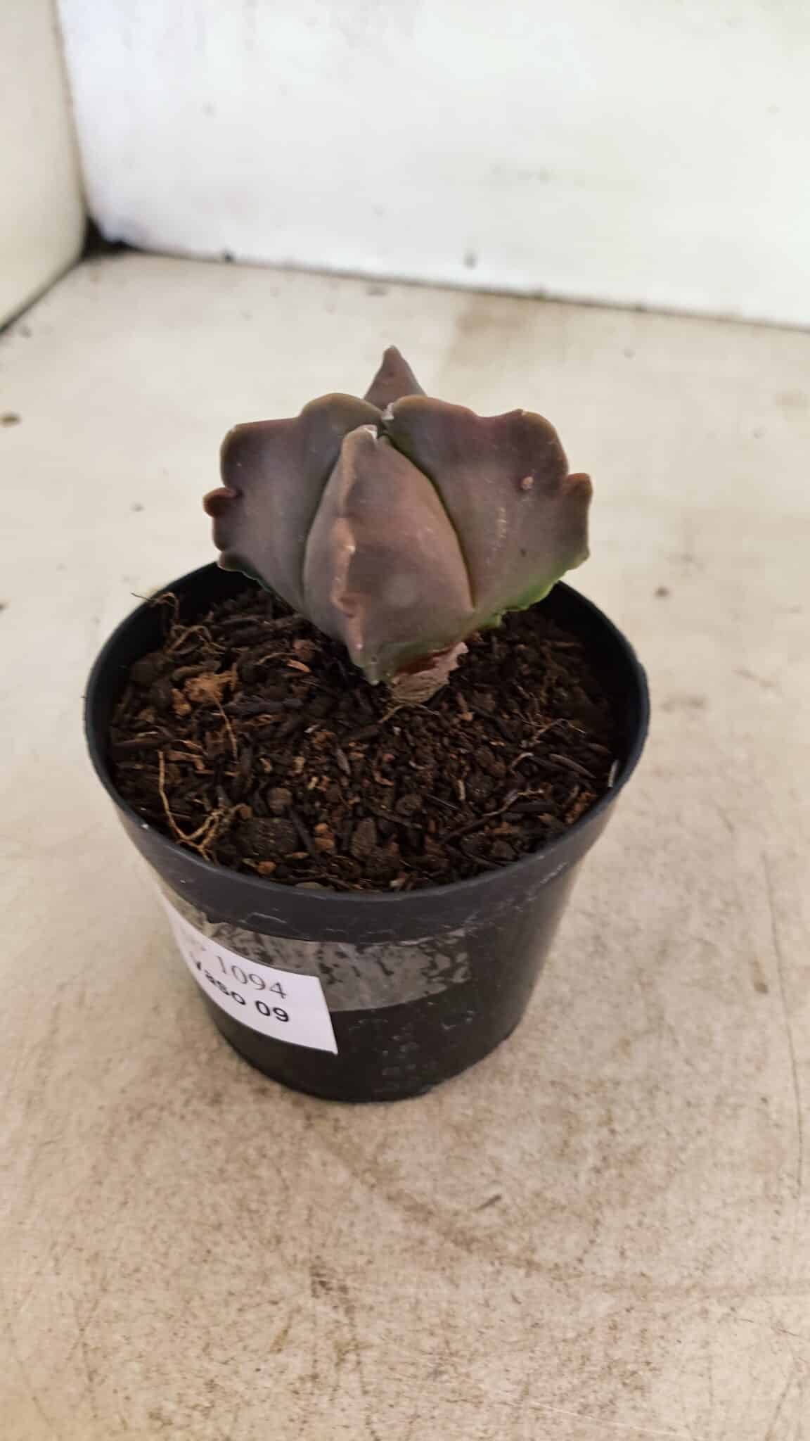 ASTROPHYTUM MYRIOSTIGMA "4 Quinas"  Nº 1094 – vaso 09 - foto 6