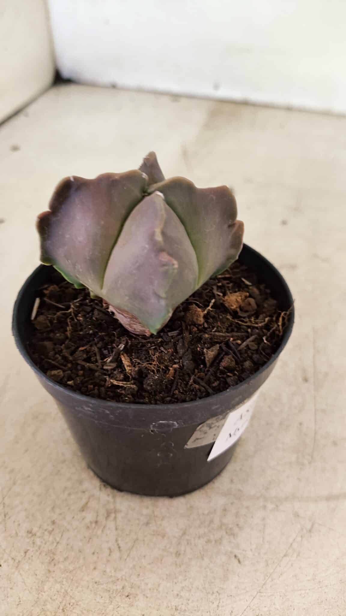 ASTROPHYTUM MYRIOSTIGMA "4 Quinas"  Nº 1094 – vaso 09 - foto 5