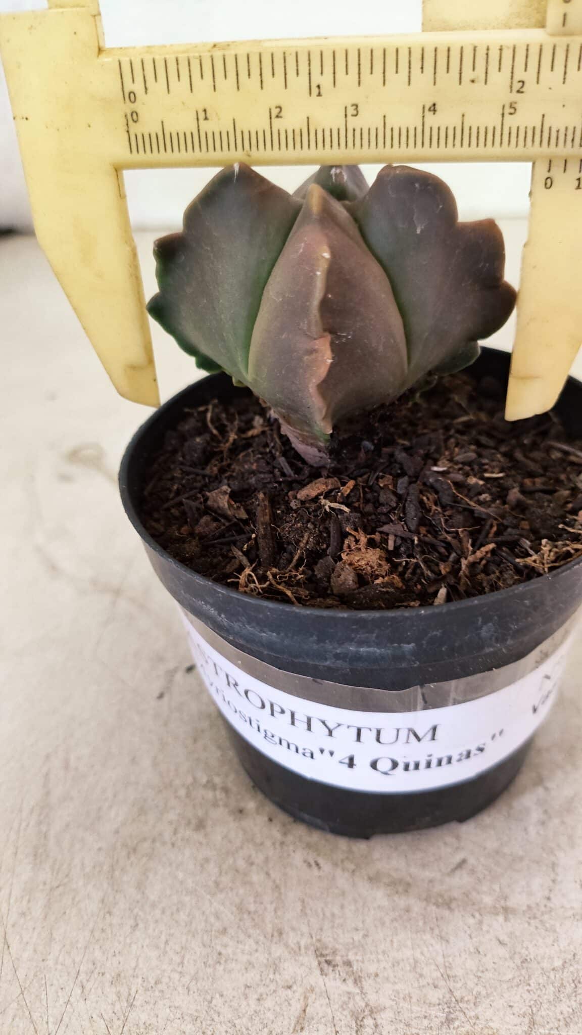 ASTROPHYTUM MYRIOSTIGMA "4 Quinas"  Nº 1094 – vaso 09 - foto 4