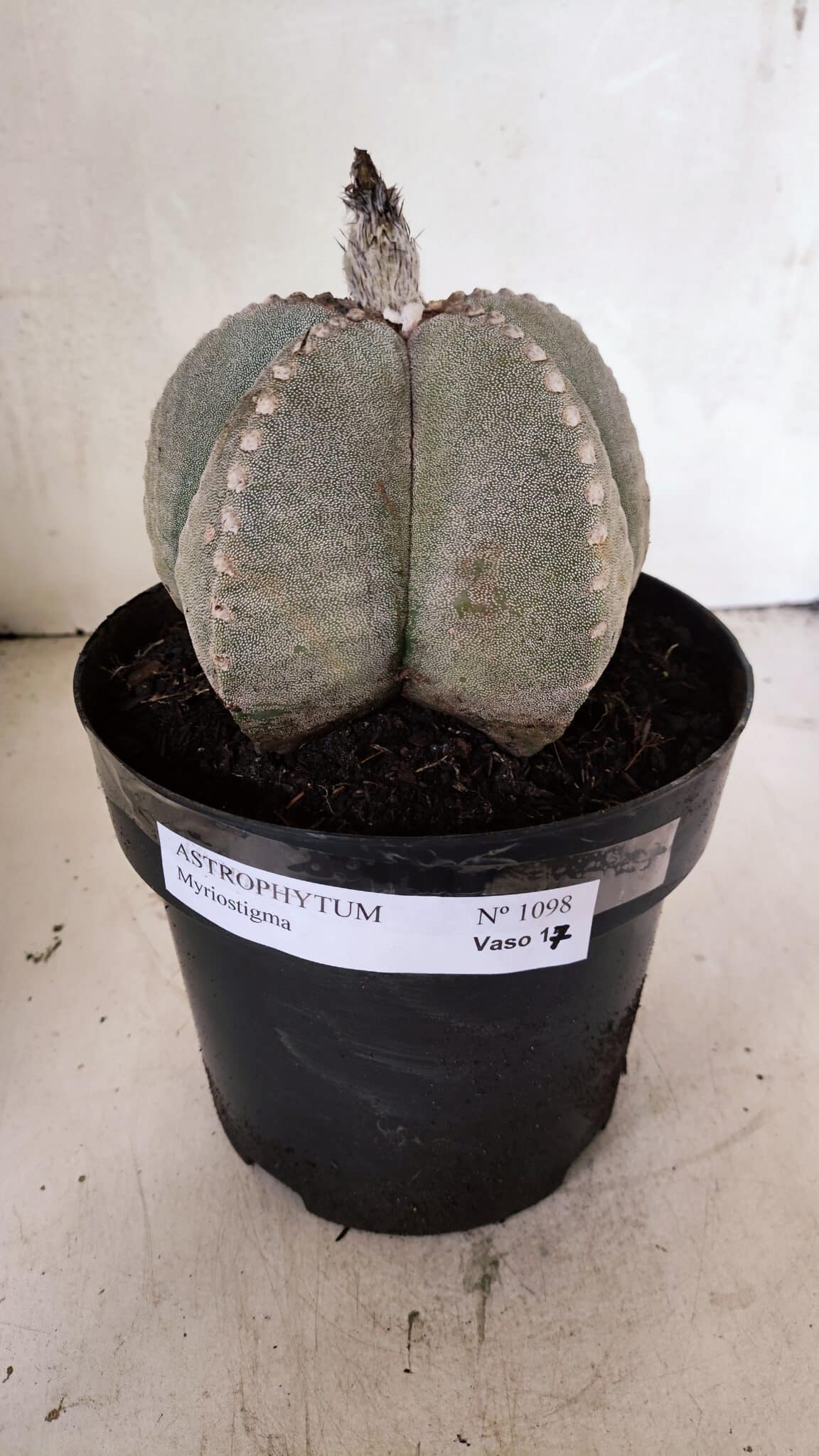 ASTROPHYTUM MYRIOSTIGMA  Nº 1098 – vaso 17 - foto 2