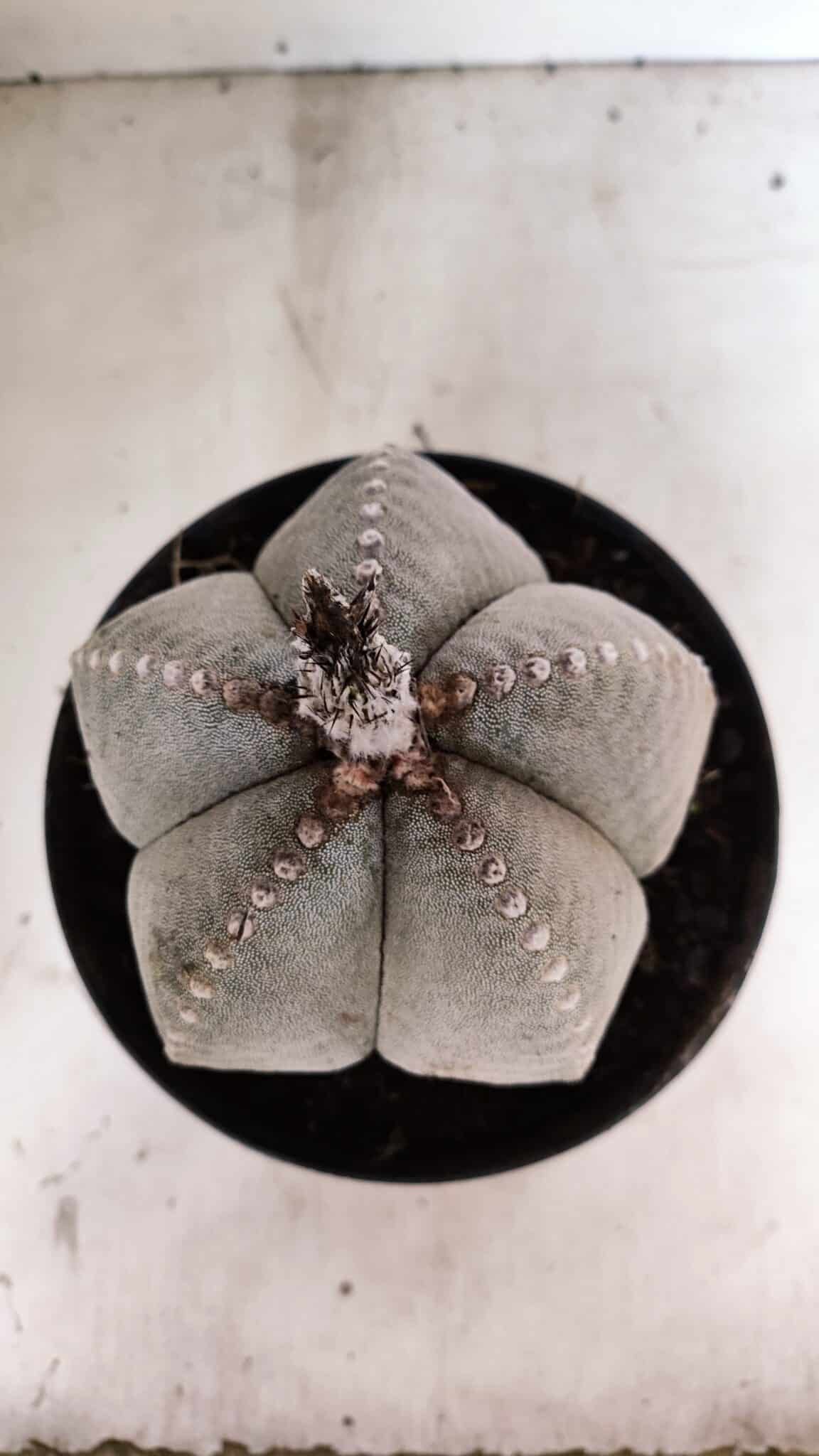 ASTROPHYTUM MYRIOSTIGMA  Nº 1098 – vaso 17 - foto 3