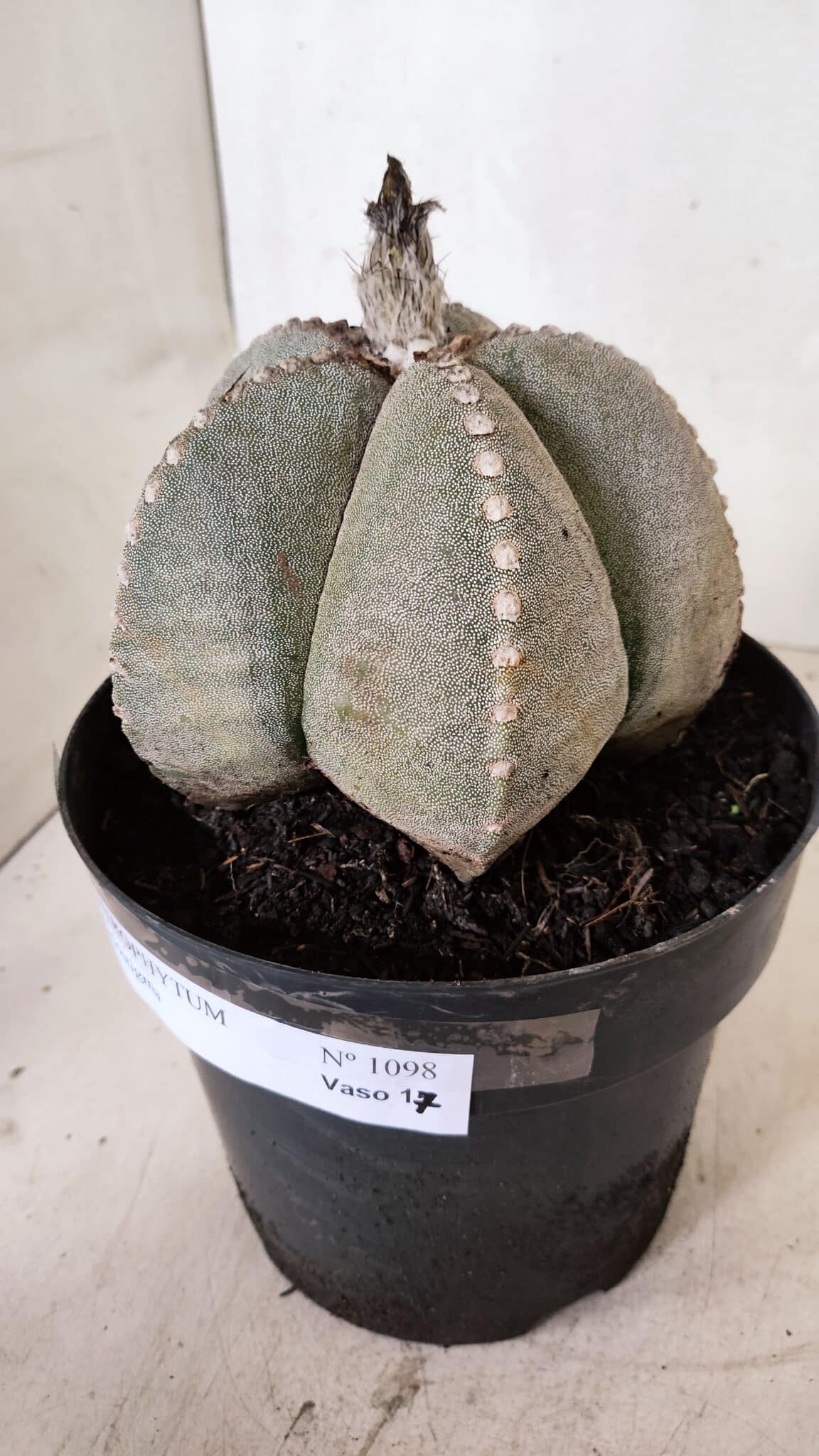 ASTROPHYTUM MYRIOSTIGMA  Nº 1098 – vaso 17 - foto 9