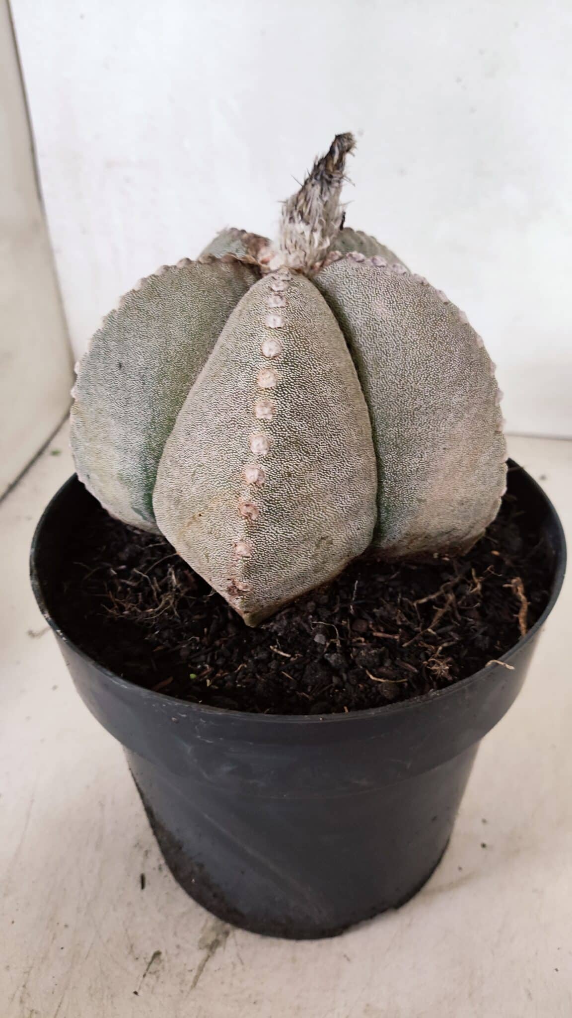 ASTROPHYTUM MYRIOSTIGMA  Nº 1098 – vaso 17 - foto 8