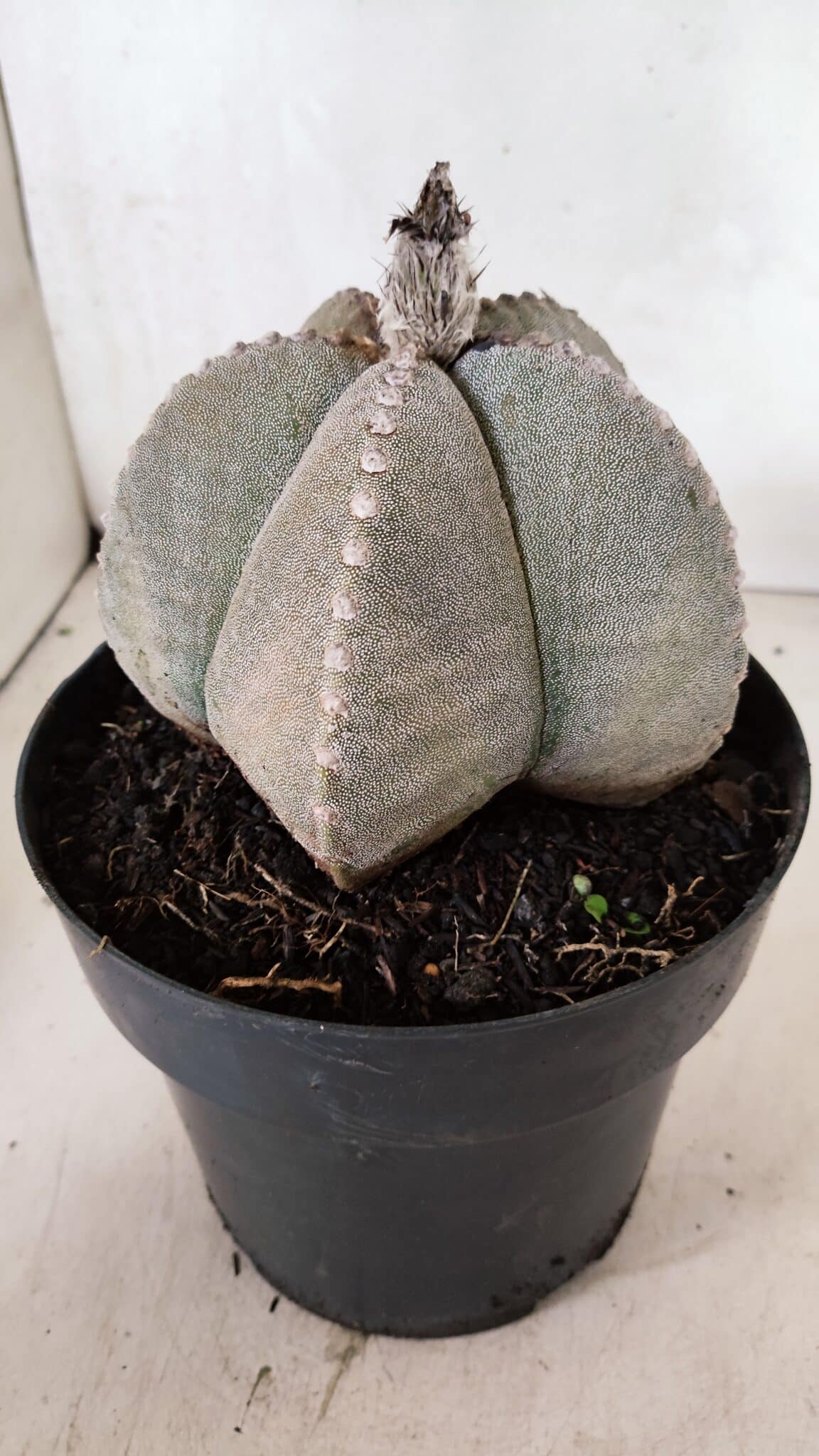 ASTROPHYTUM MYRIOSTIGMA  Nº 1098 – vaso 17 - foto 7