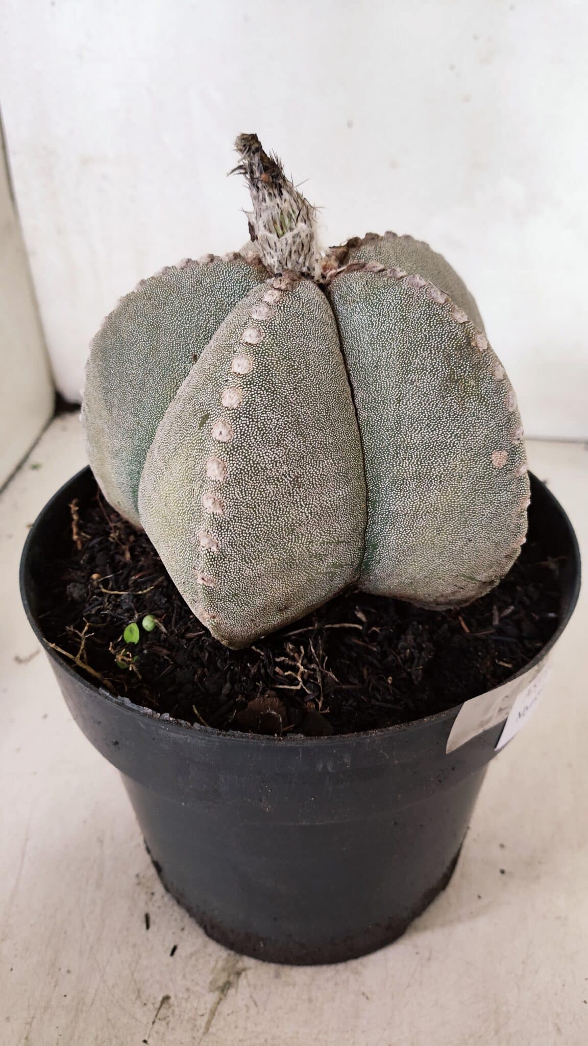 ASTROPHYTUM MYRIOSTIGMA  Nº 1098 – vaso 17 - foto 6