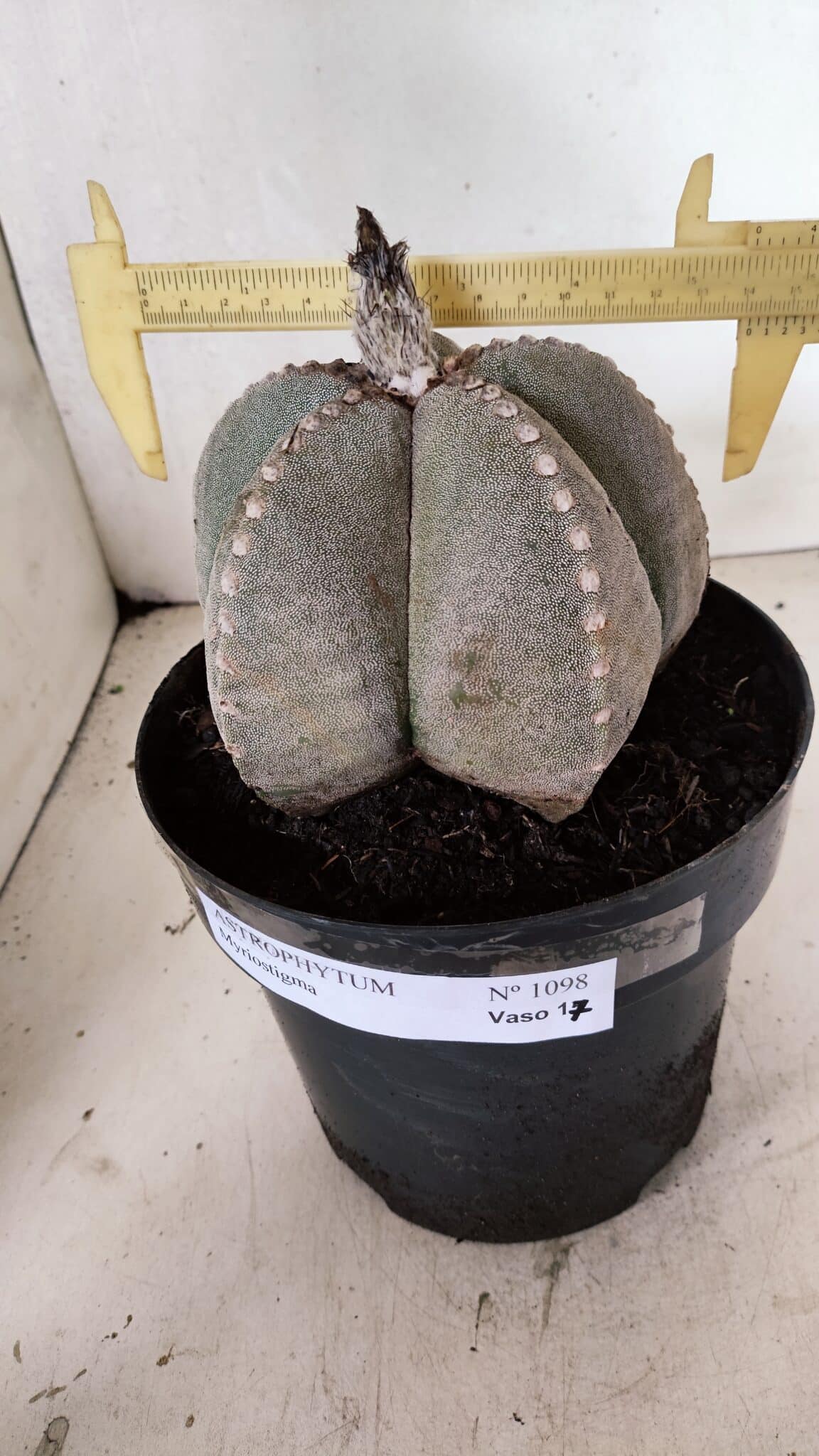 ASTROPHYTUM MYRIOSTIGMA  Nº 1098 – vaso 17 - foto 4