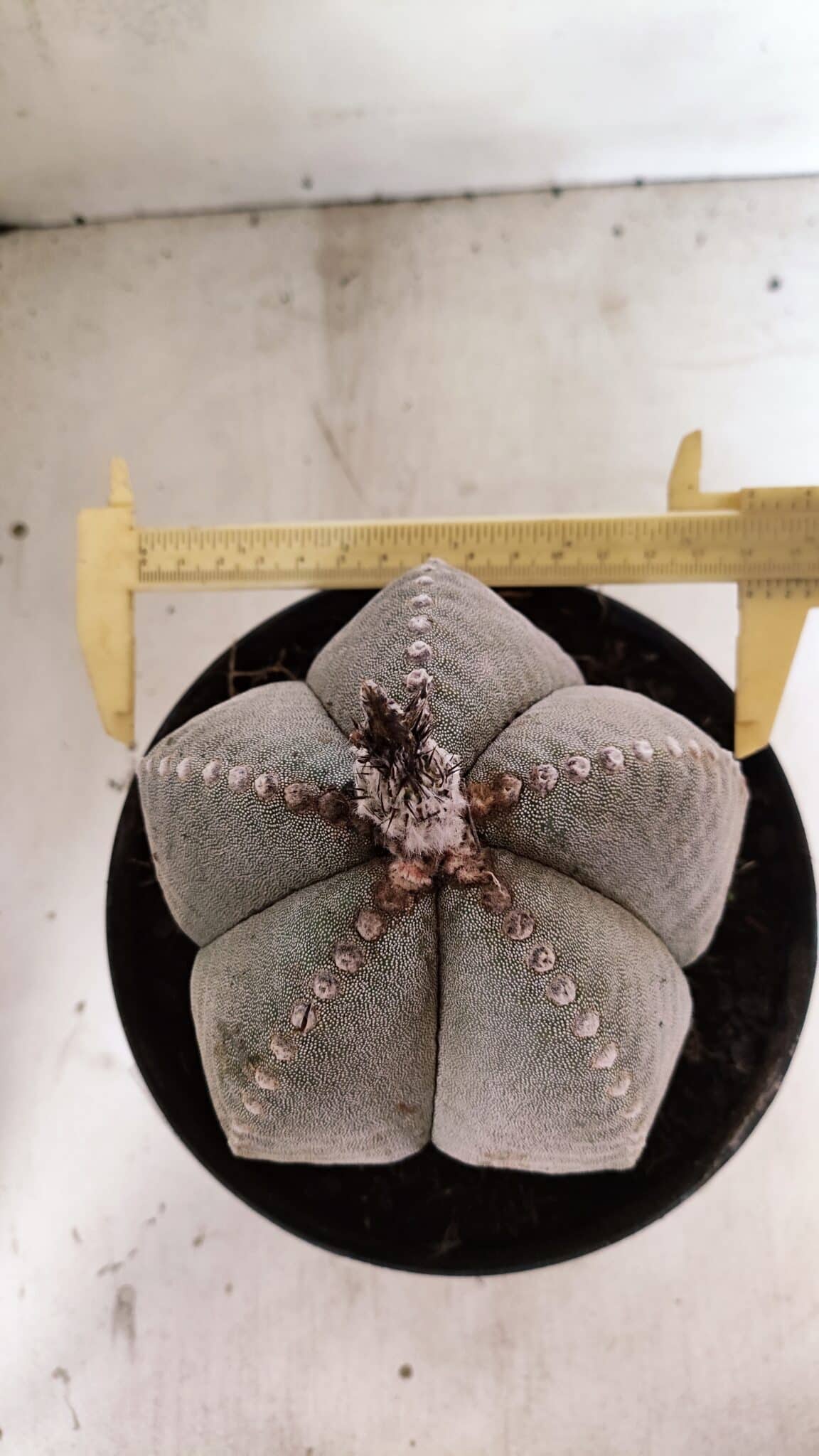 ASTROPHYTUM MYRIOSTIGMA  Nº 1098 – vaso 17 - foto 5