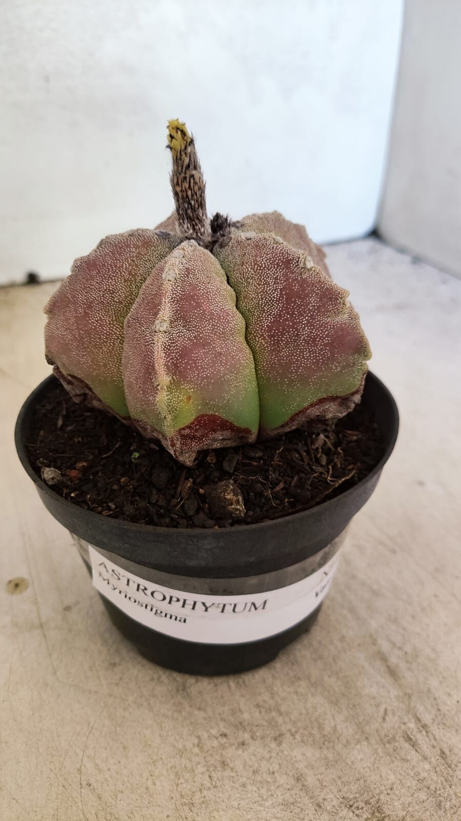 ASTROPHYTUM MYRIOSTIGMA Nº 1099 – vaso 11 - foto 7
