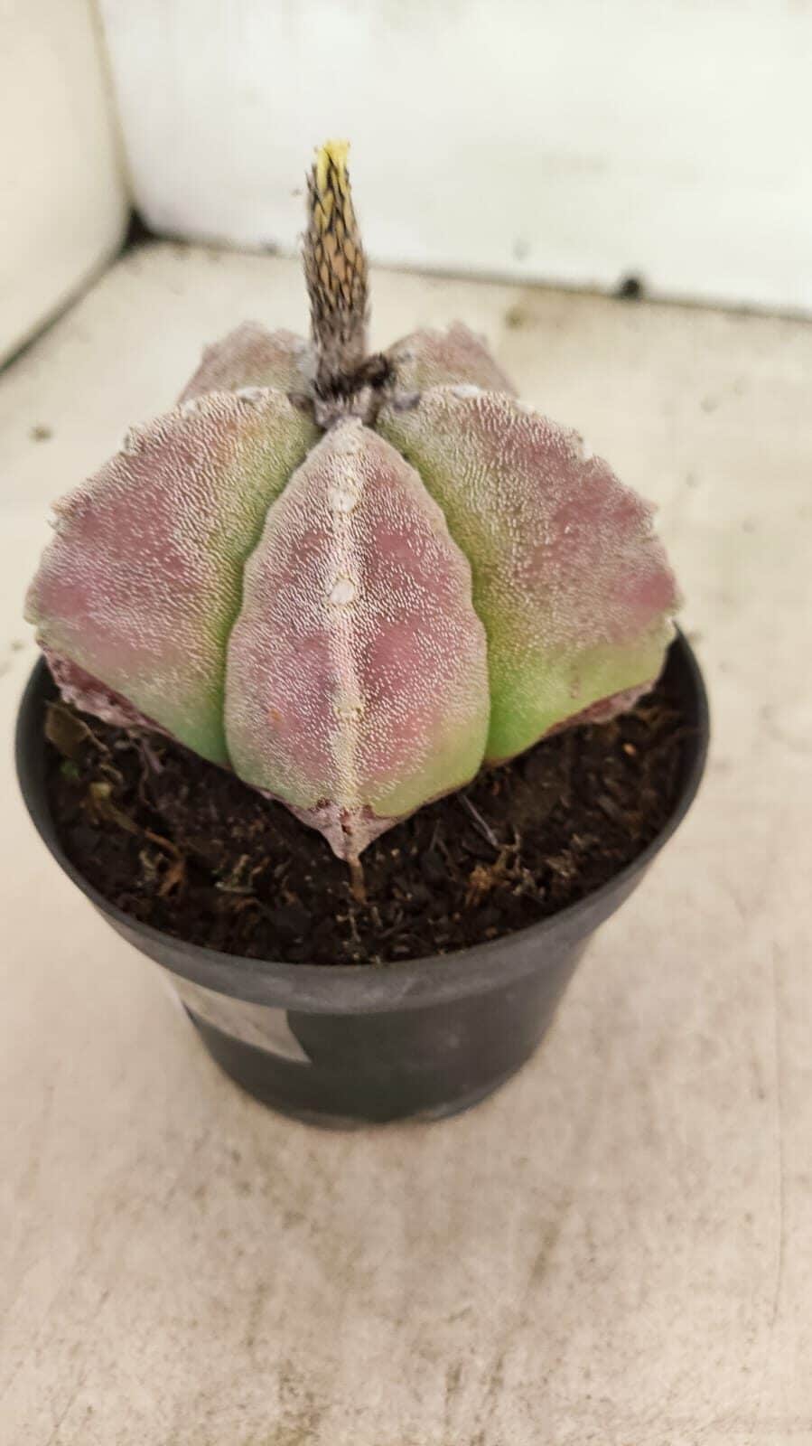 ASTROPHYTUM MYRIOSTIGMA Nº 1099 – vaso 11 - foto 8