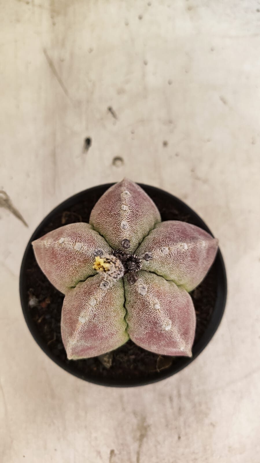 ASTROPHYTUM MYRIOSTIGMA Nº 1099 – vaso 11 - foto 3