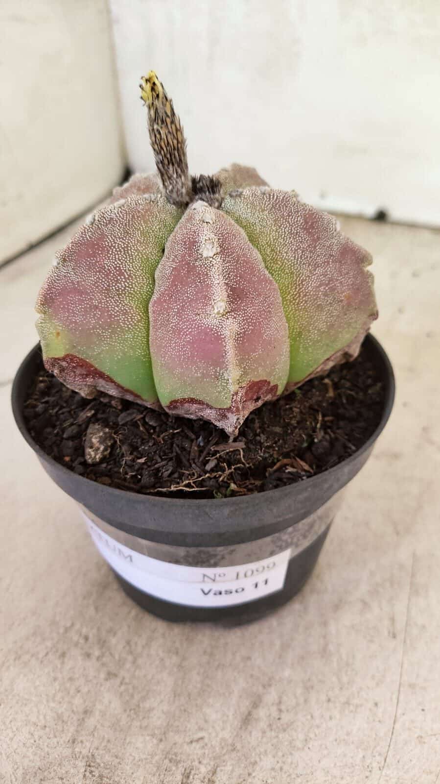ASTROPHYTUM MYRIOSTIGMA Nº 1099 – vaso 11 - foto 9