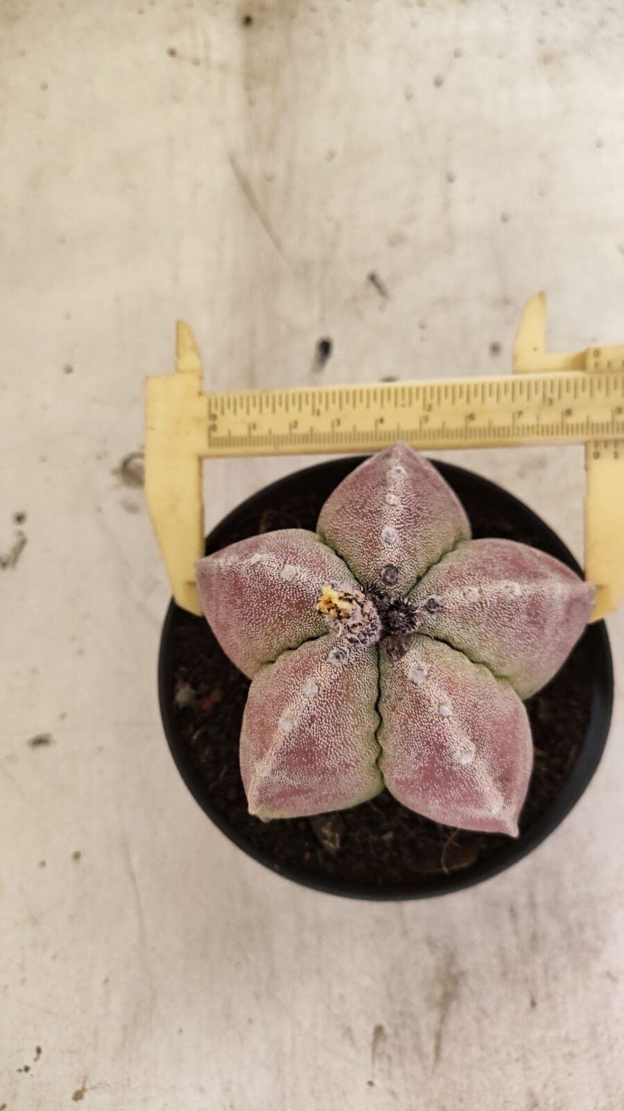 ASTROPHYTUM MYRIOSTIGMA Nº 1099 – vaso 11 - foto 5