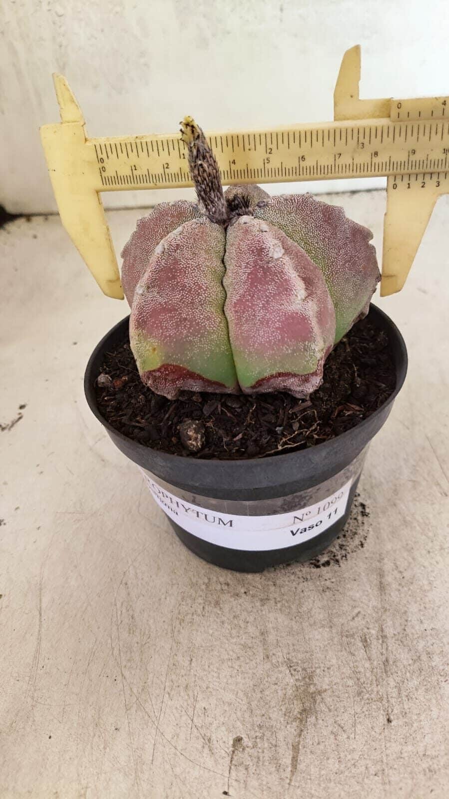 ASTROPHYTUM MYRIOSTIGMA Nº 1099 – vaso 11 - foto 4