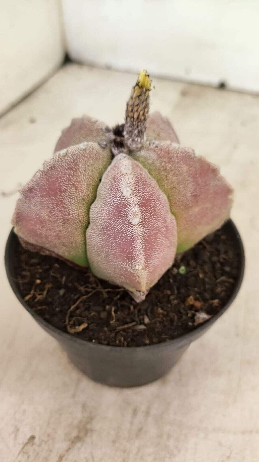 ASTROPHYTUM MYRIOSTIGMA Nº 1099 – vaso 11 - foto 2