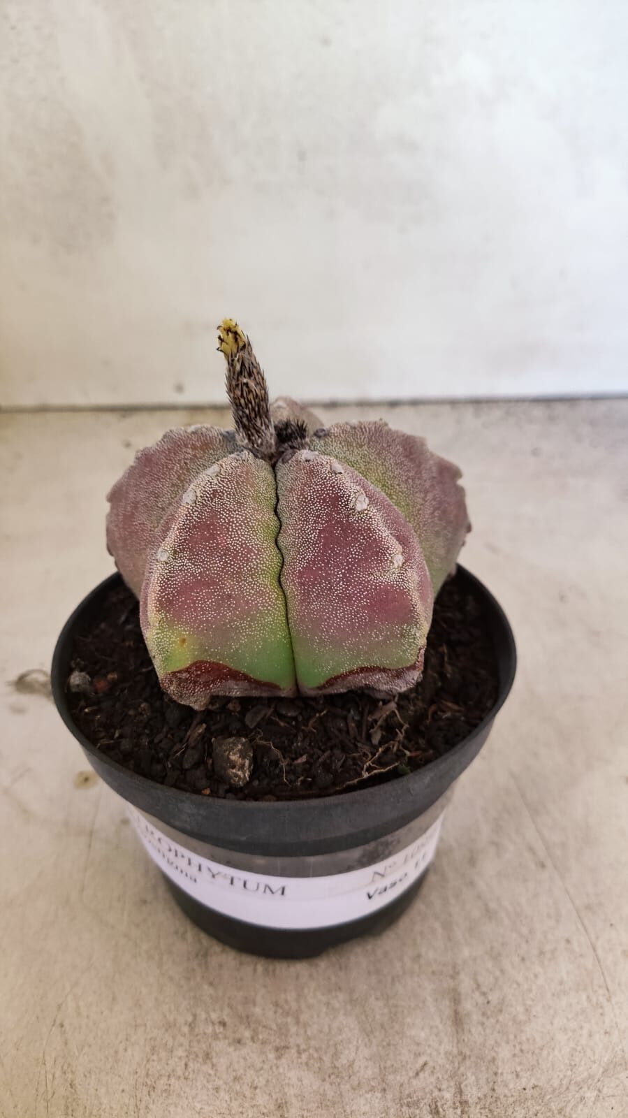 ASTROPHYTUM MYRIOSTIGMA Nº 1099 – vaso 11 - foto 6