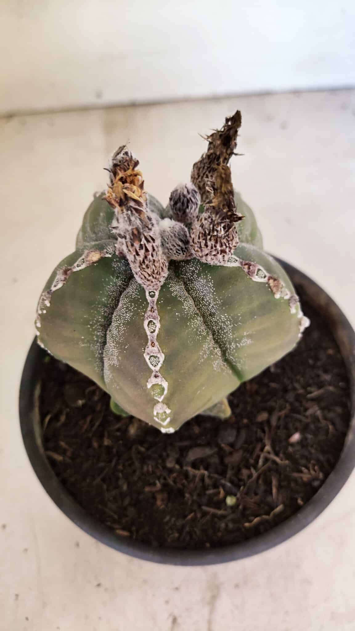 ASTROPHYTUM MYRIOSTIGMA Nº 1100 – vaso 15 - foto 5