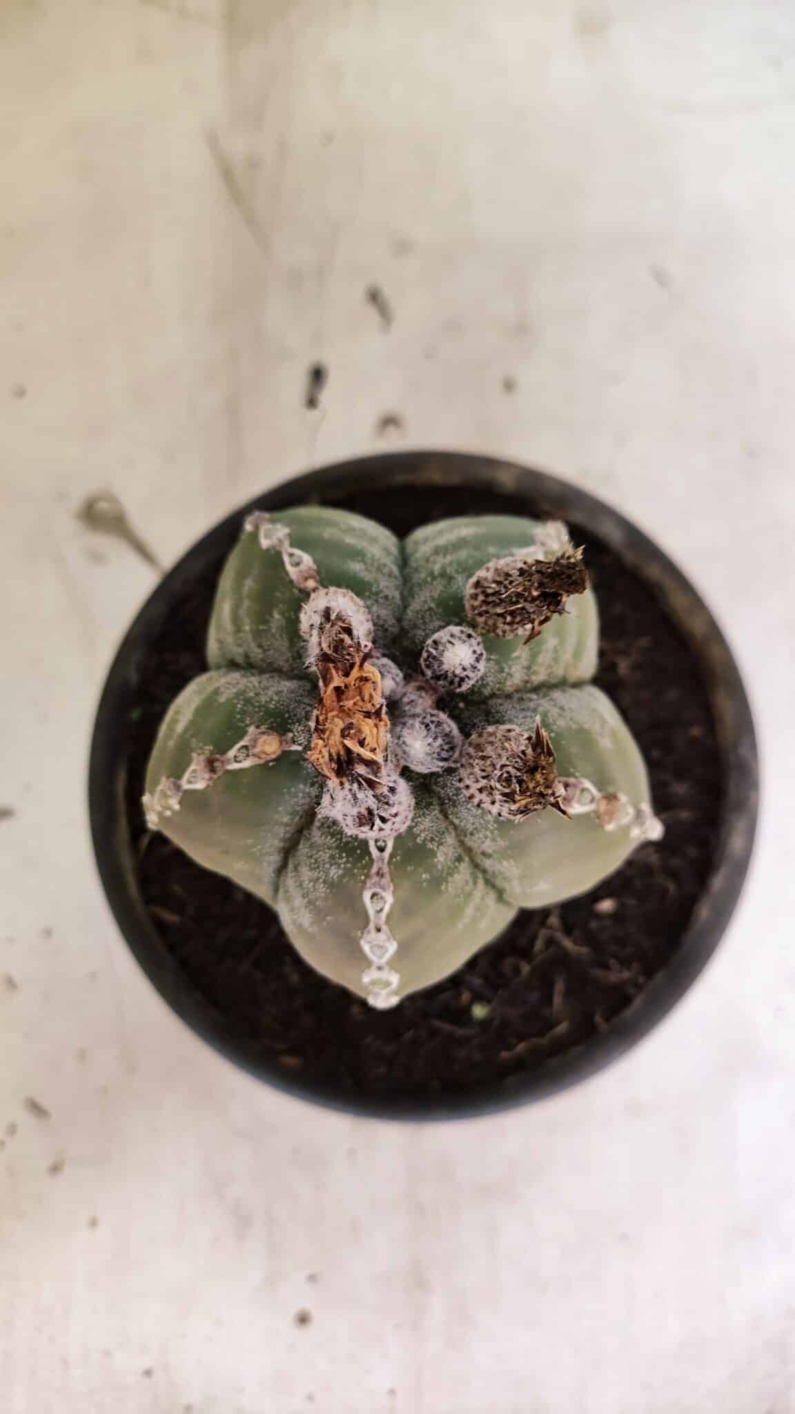 ASTROPHYTUM MYRIOSTIGMA Nº 1100 – vaso 15 - foto 3