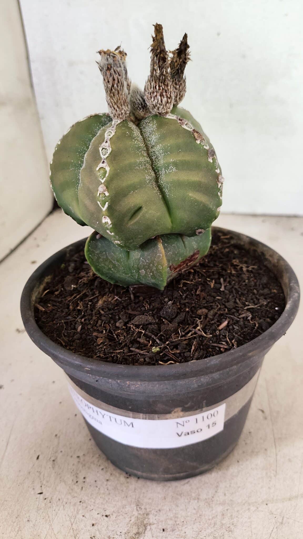 ASTROPHYTUM MYRIOSTIGMA Nº 1100 – vaso 15 - foto 10