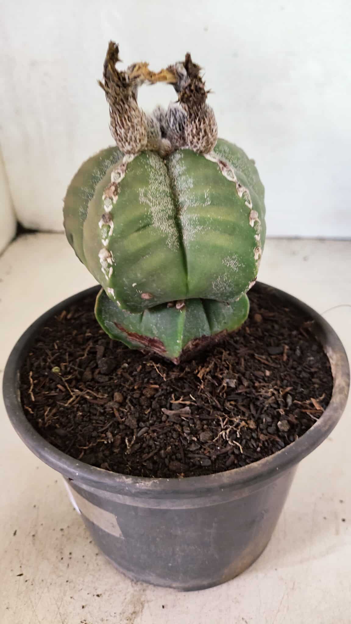 ASTROPHYTUM MYRIOSTIGMA Nº 1100 – vaso 15 - foto 9