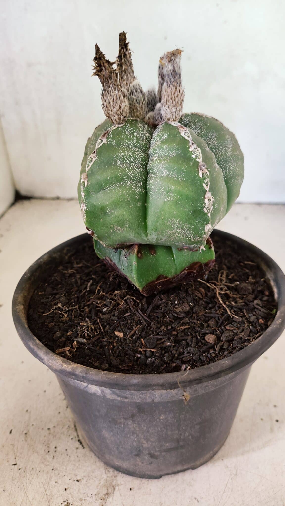 ASTROPHYTUM MYRIOSTIGMA Nº 1100 – vaso 15 - foto 8