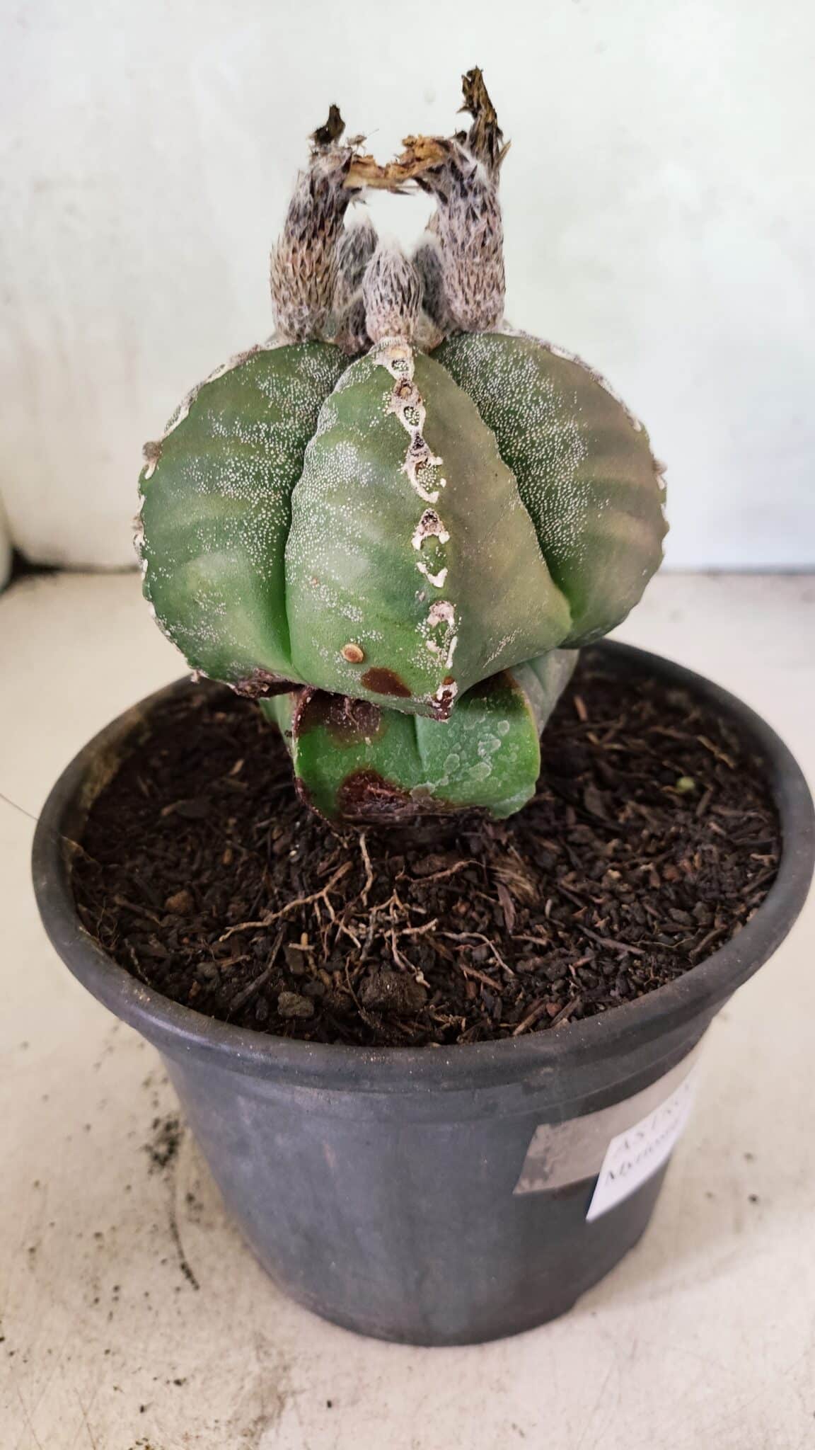 ASTROPHYTUM MYRIOSTIGMA Nº 1100 – vaso 15 - foto 7