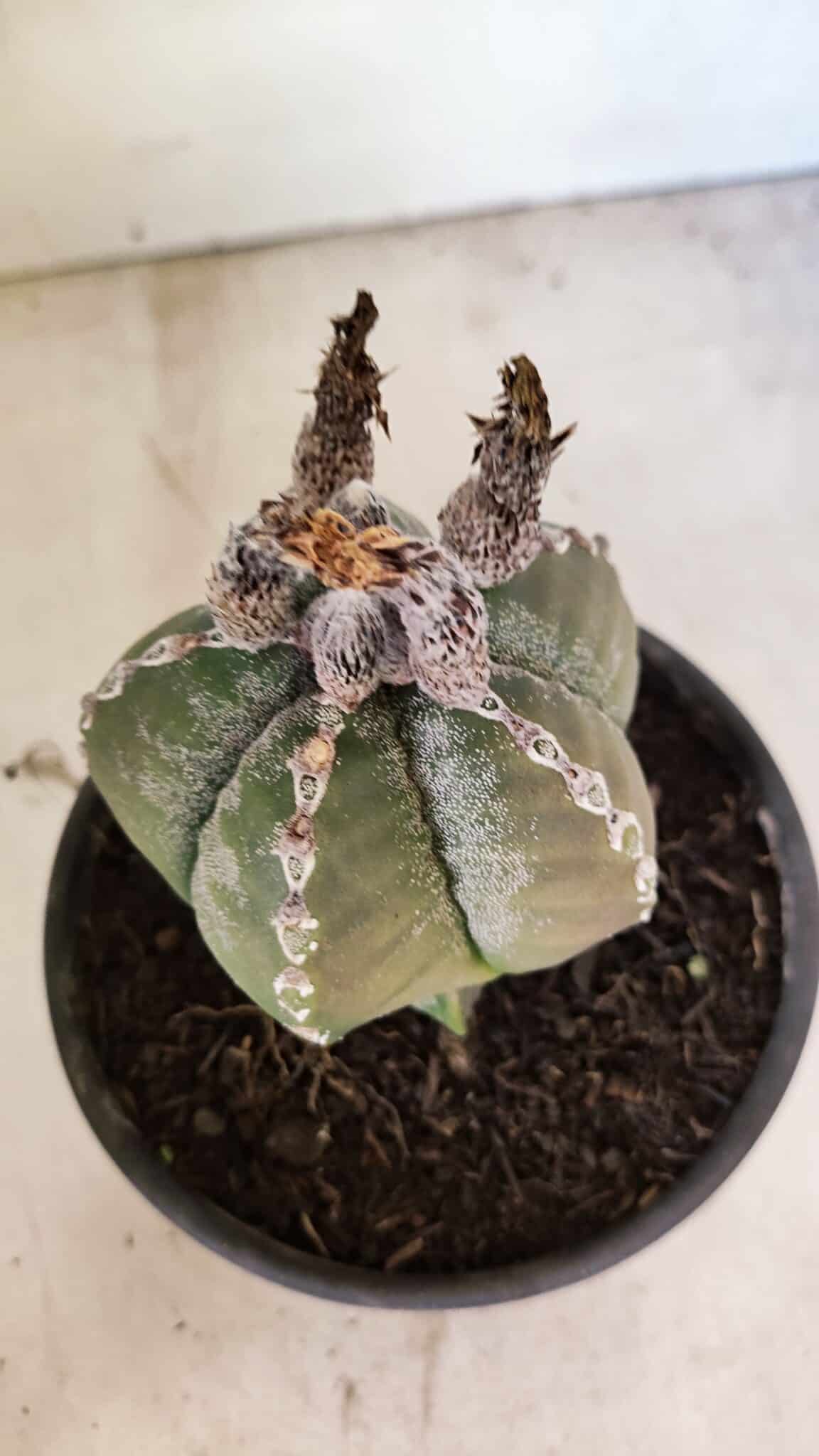 ASTROPHYTUM MYRIOSTIGMA Nº 1100 – vaso 15 - foto 6