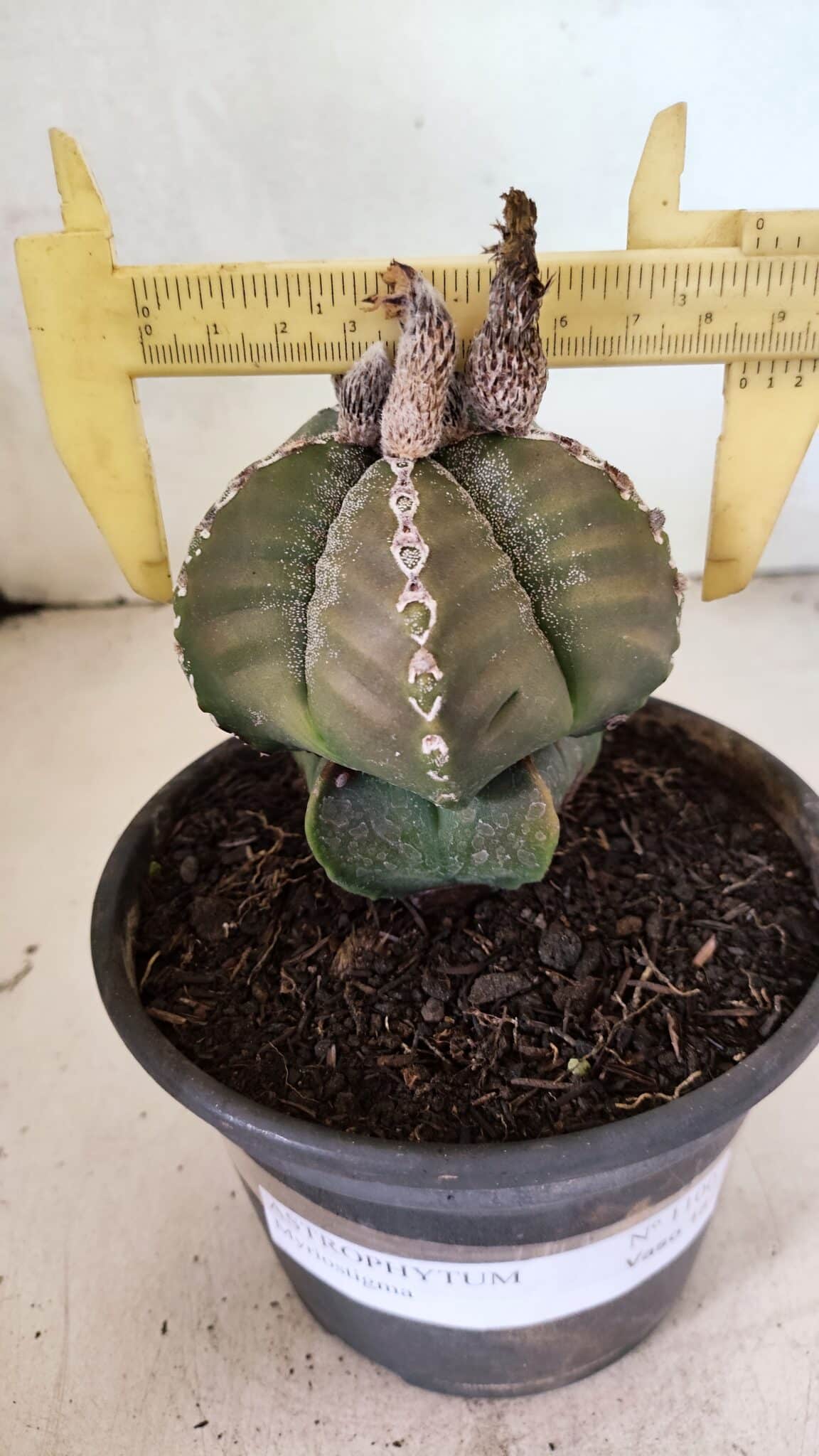 ASTROPHYTUM MYRIOSTIGMA Nº 1100 – vaso 15 - foto 4