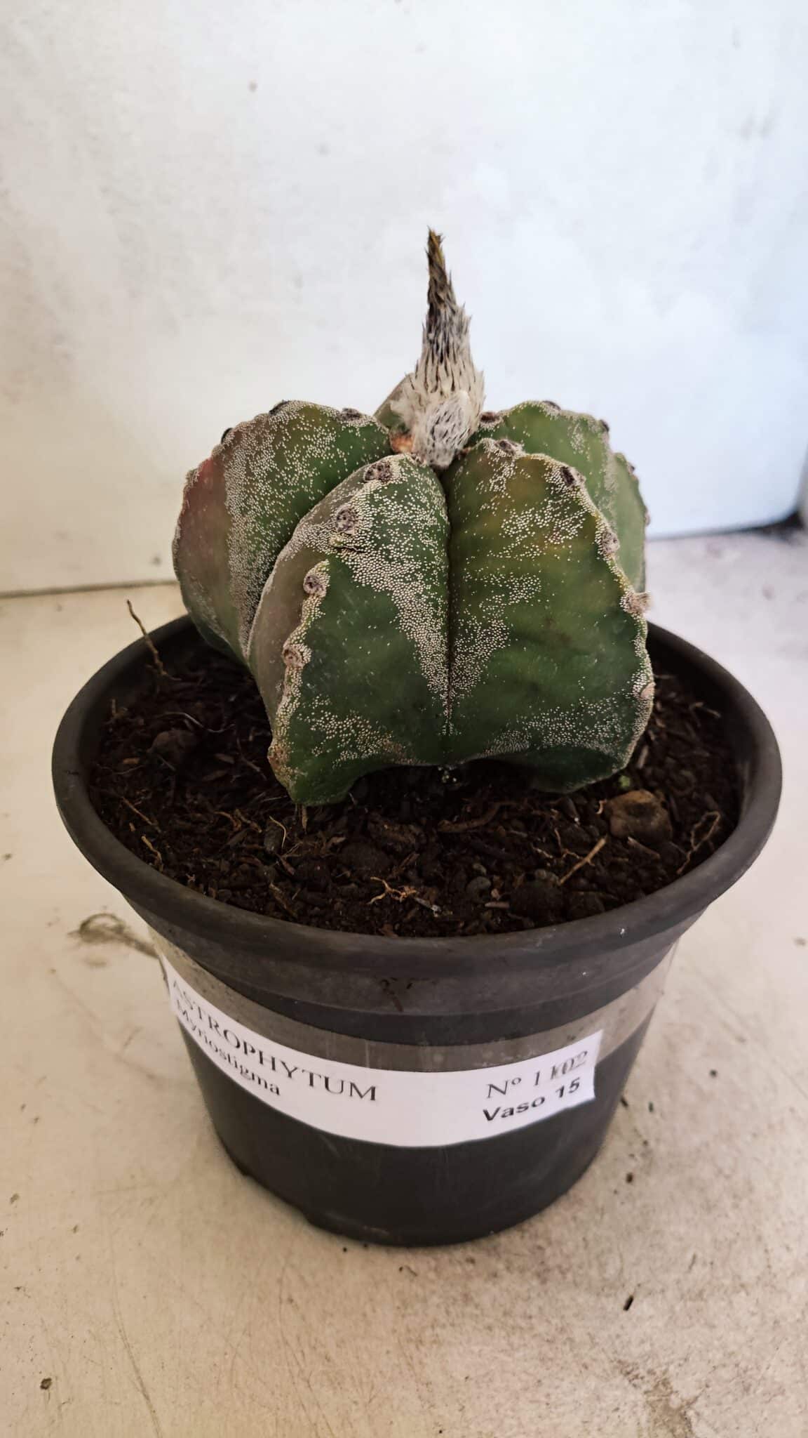 ASTROPHYTUM MYRIOSTIGMA  Nº 1102 – vaso 15 - foto 2