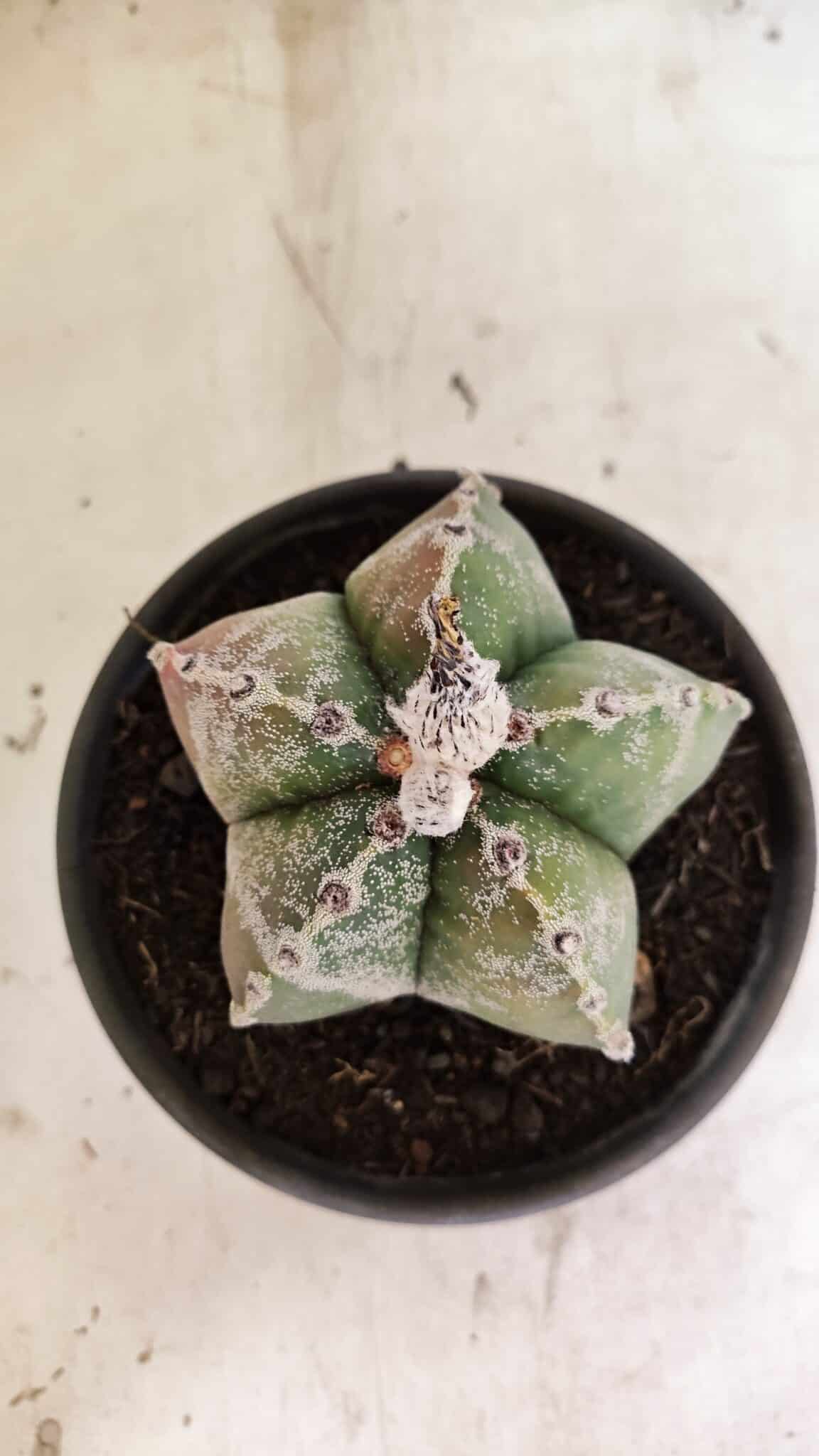 ASTROPHYTUM MYRIOSTIGMA  Nº 1102 – vaso 15 - foto 7