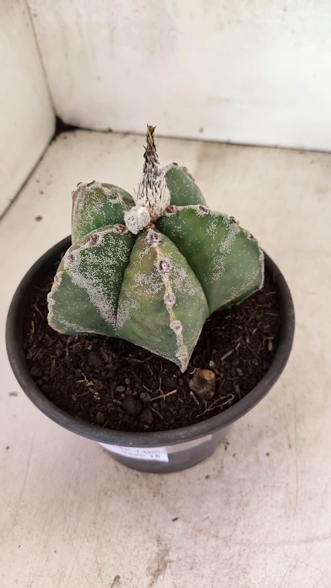 ASTROPHYTUM MYRIOSTIGMA  Nº 1102 – vaso 15 - foto 9
