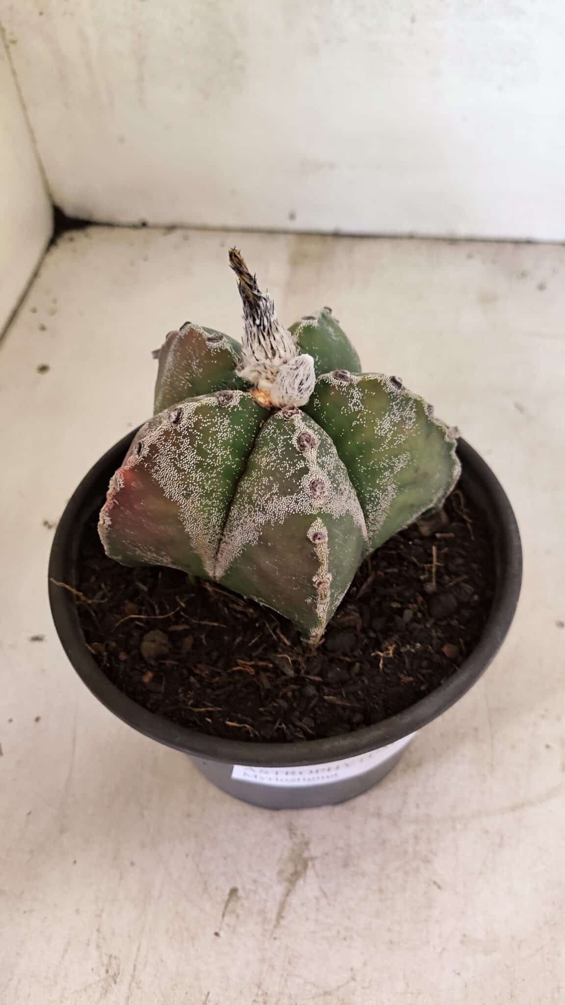 ASTROPHYTUM MYRIOSTIGMA  Nº 1102 – vaso 15 - foto 8