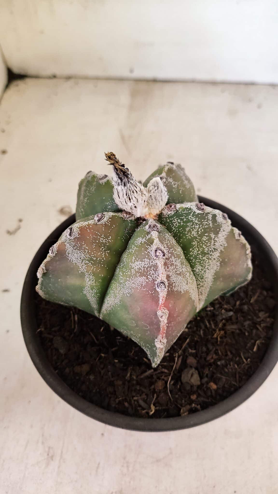 ASTROPHYTUM MYRIOSTIGMA  Nº 1102 – vaso 15 - foto 3