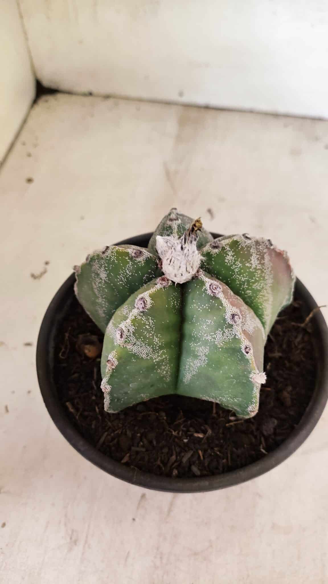 ASTROPHYTUM MYRIOSTIGMA  Nº 1102 – vaso 15 - foto 6