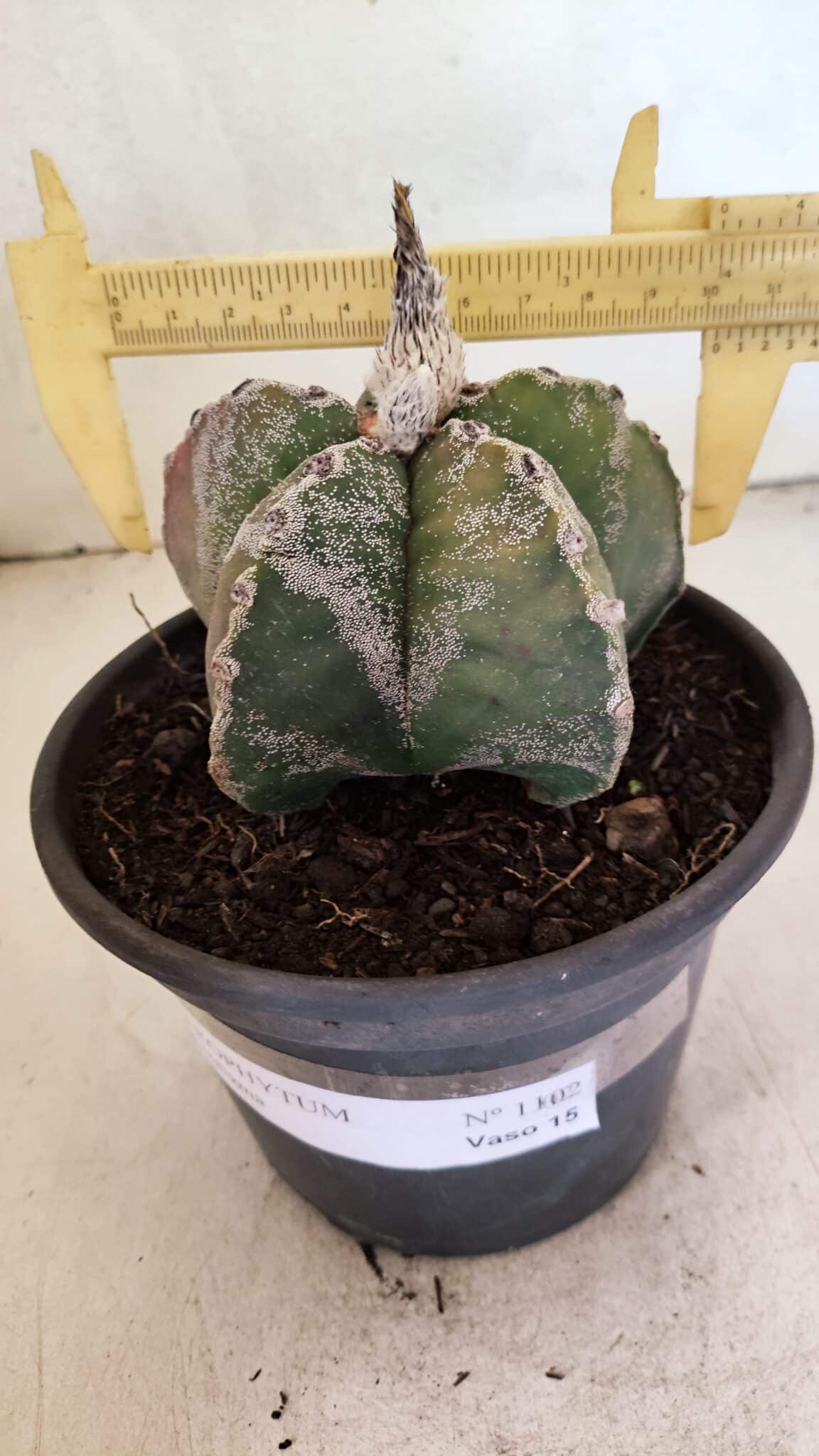 ASTROPHYTUM MYRIOSTIGMA  Nº 1102 – vaso 15 - foto 4