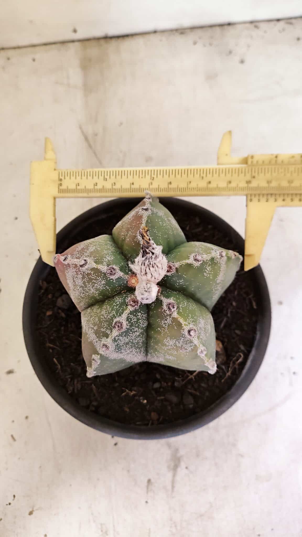 ASTROPHYTUM MYRIOSTIGMA  Nº 1102 – vaso 15 - foto 5