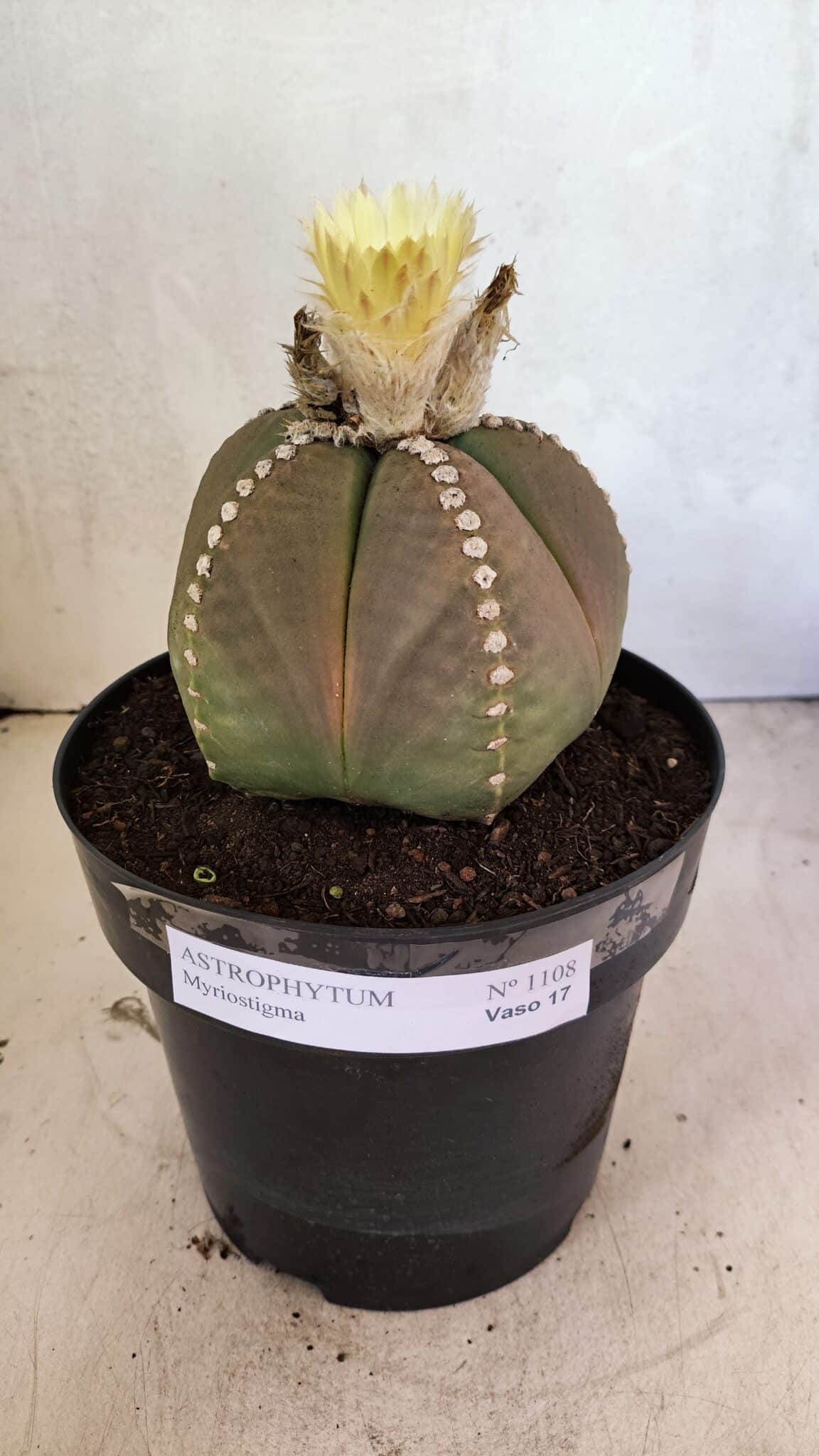 ASTROPHYTUM MYRIOSTIGMA  Nº 1108 – vaso 17 - foto 2