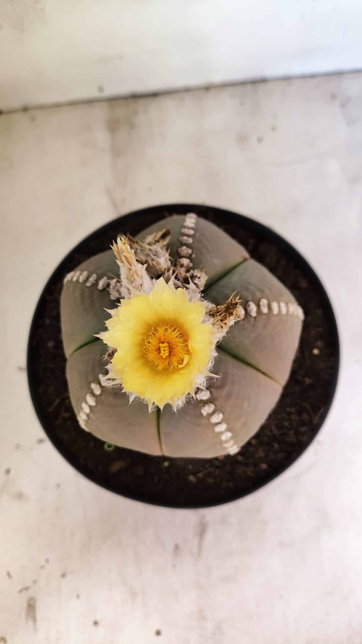 ASTROPHYTUM MYRIOSTIGMA  Nº 1108 – vaso 17 - foto 10