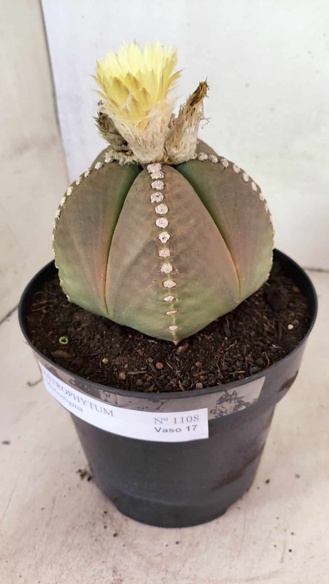 ASTROPHYTUM MYRIOSTIGMA  Nº 1108 – vaso 17 - foto 9
