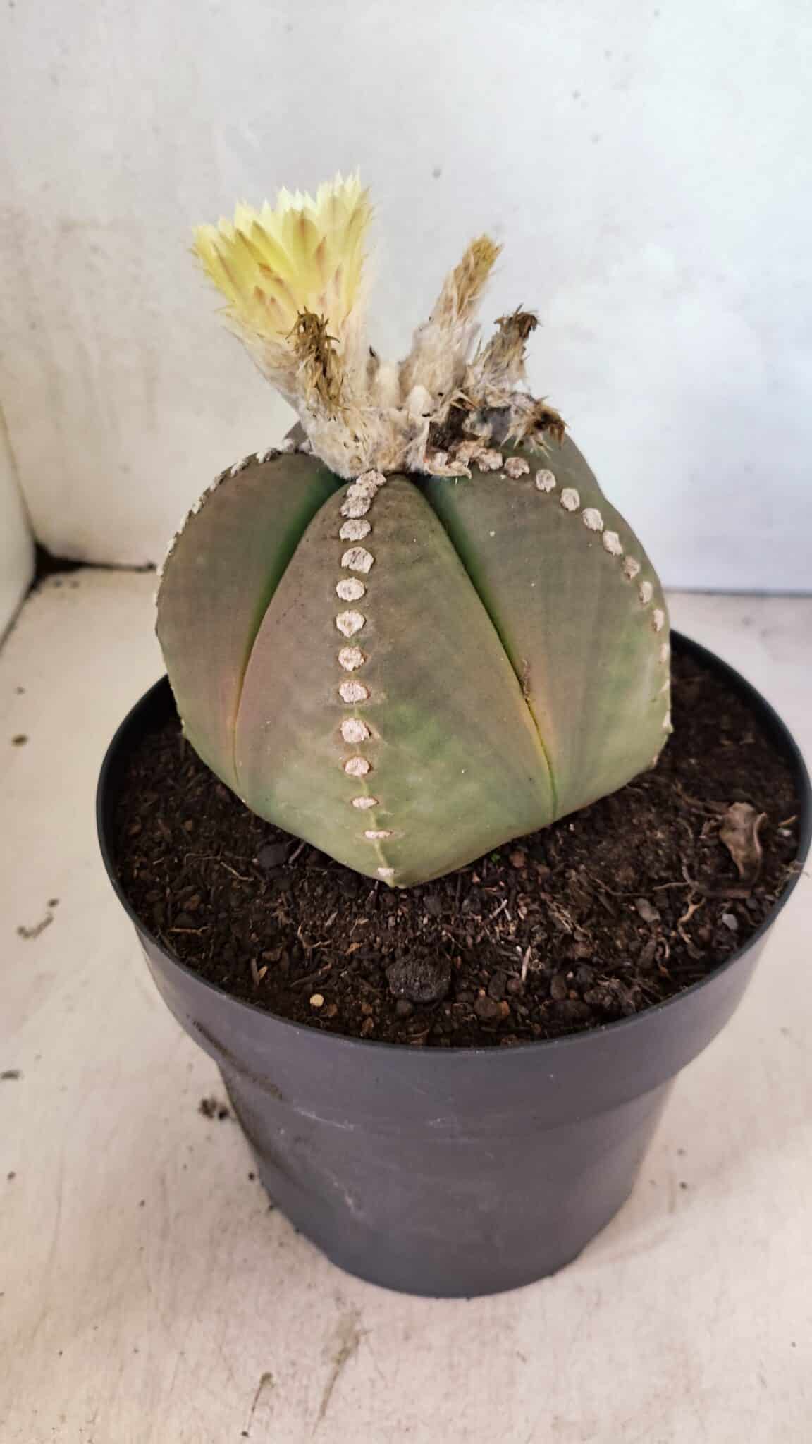 ASTROPHYTUM MYRIOSTIGMA  Nº 1108 – vaso 17 - foto 8