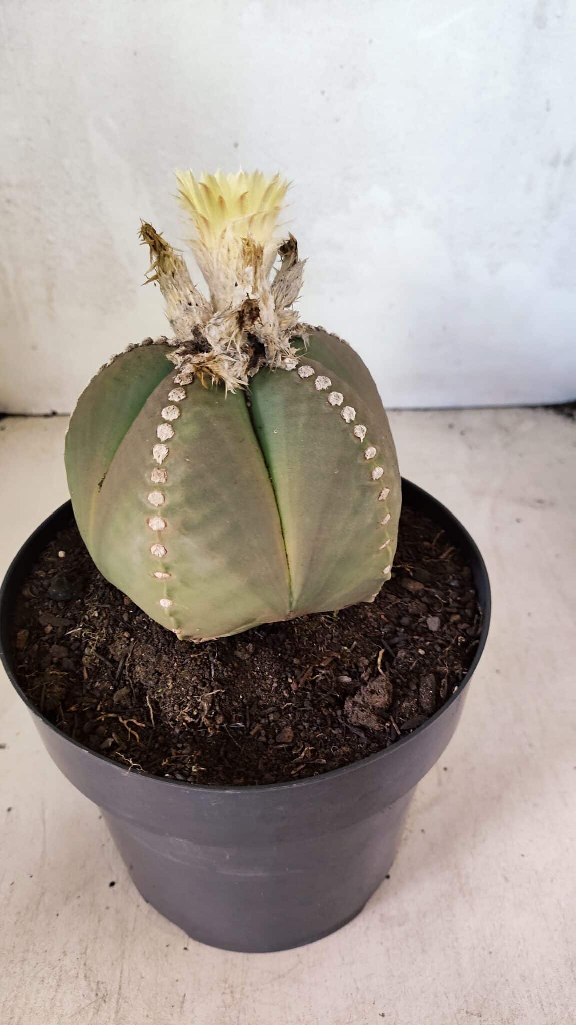 ASTROPHYTUM MYRIOSTIGMA  Nº 1108 – vaso 17 - foto 7