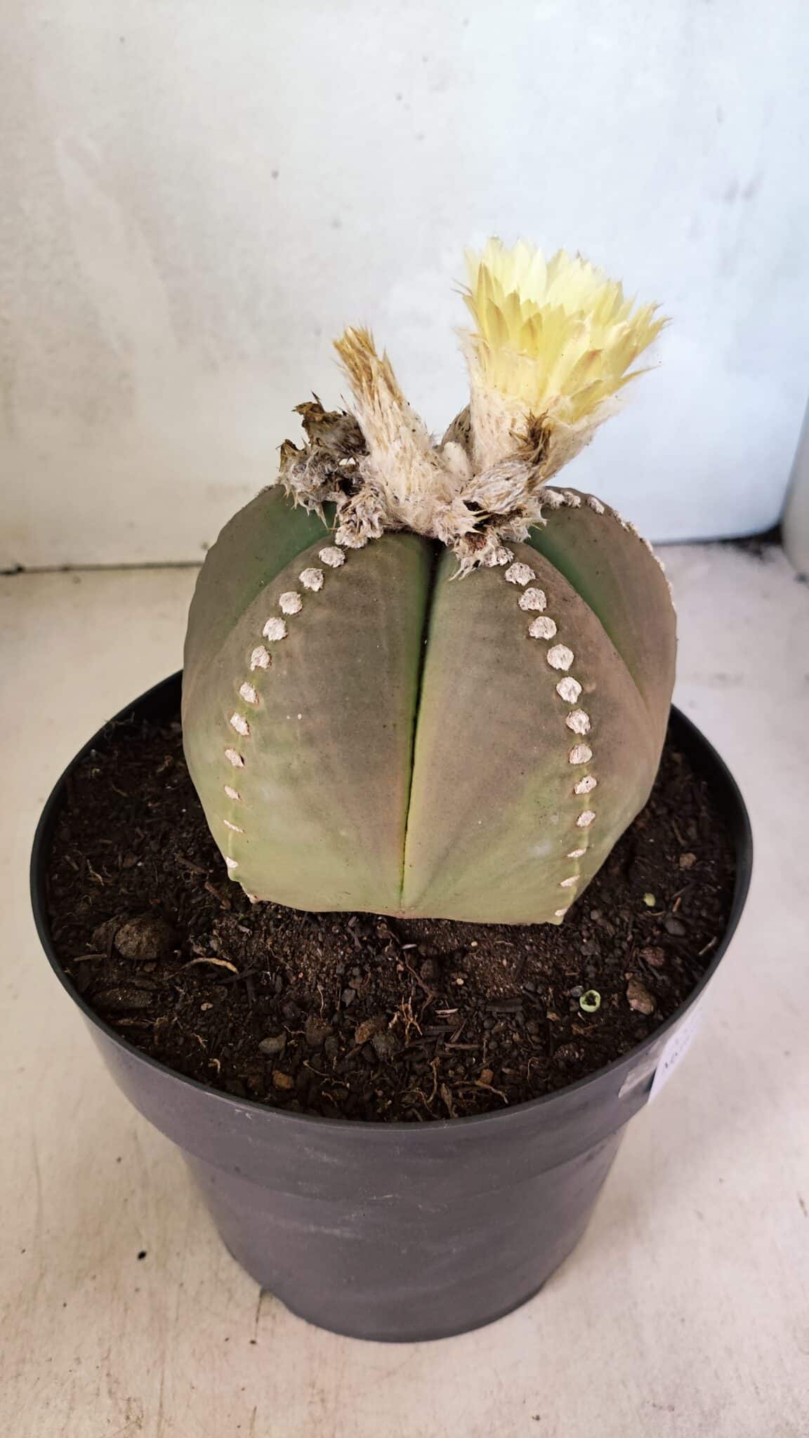 ASTROPHYTUM MYRIOSTIGMA  Nº 1108 – vaso 17 - foto 6