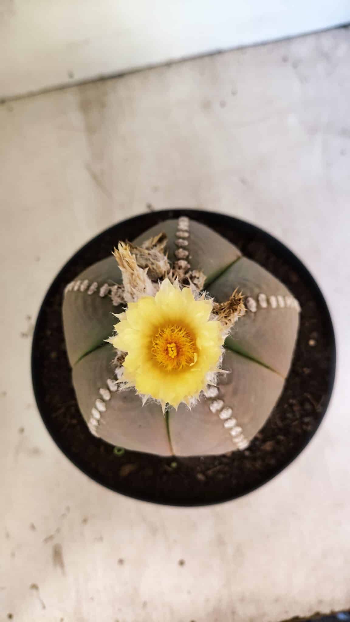 ASTROPHYTUM MYRIOSTIGMA  Nº 1108 – vaso 17 - foto 3