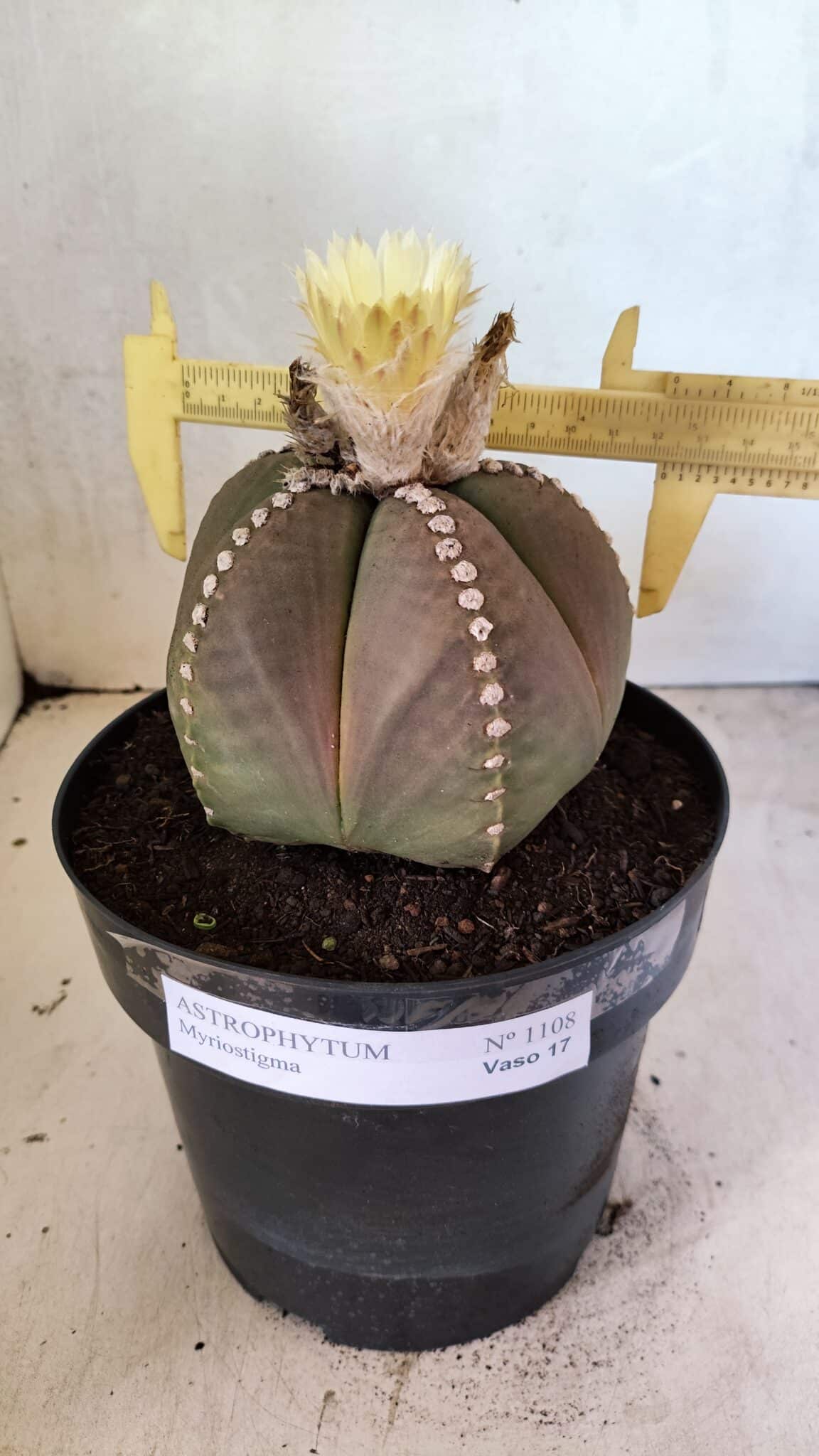 ASTROPHYTUM MYRIOSTIGMA  Nº 1108 – vaso 17 - foto 4